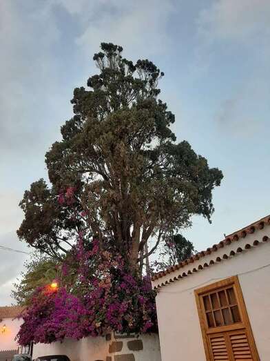 El ciprés de la finca de San Francisco/TA